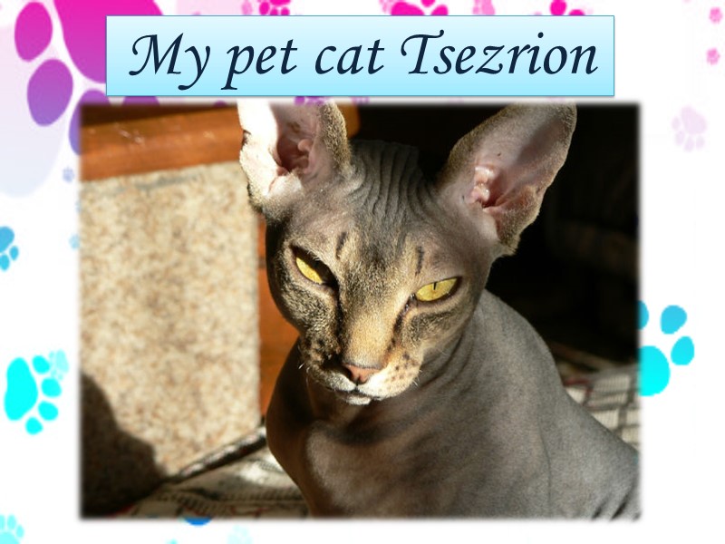 My pet cat Tsezrion